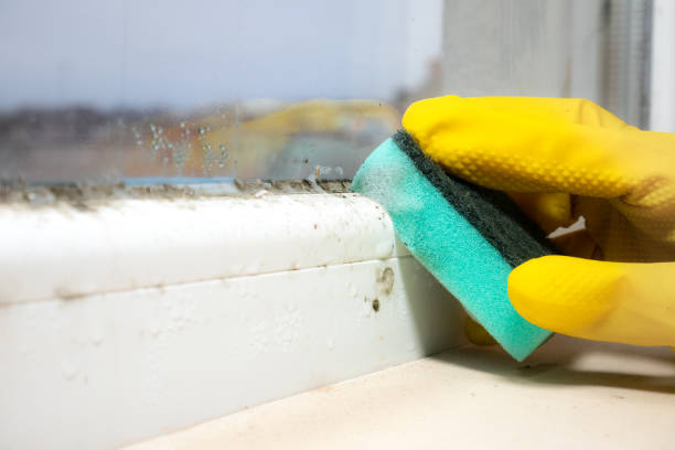 Best Mold Damage Repair  in Rio Vista, TX